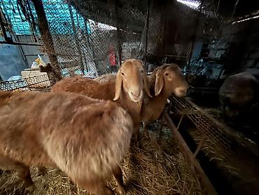 Баран, овца: Продаю | Баран (самец) | Для разведения | Осеменитель — 11