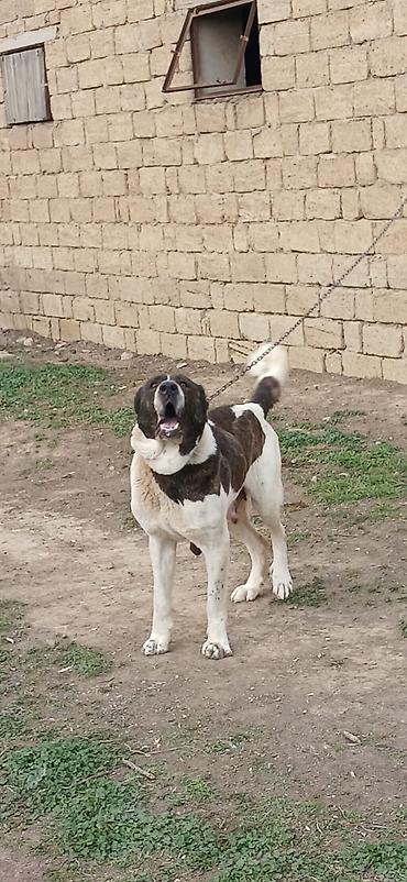 İtlər: Qurdbasar, 4 il, Dişi — 3