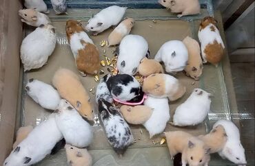 маленькие кролики: Сирийские хомяки добрые милые пухляши, не кусаются не пахнут, не
