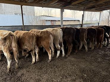 Коровы, быки: Продаю | Бык (самец) | На откорм — 1