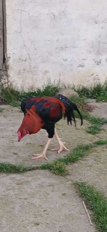 Toyuqlar: Toyuq, Damazlıq, Ödənişli çatdırılma — 11