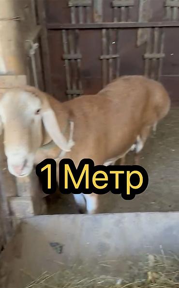 Баран, овца: Продаю | Баран (самец) | Арашан | Для разведения | Племенные, Осеменитель — 1