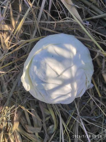 Капуста: Капуста Белокачанная — 7