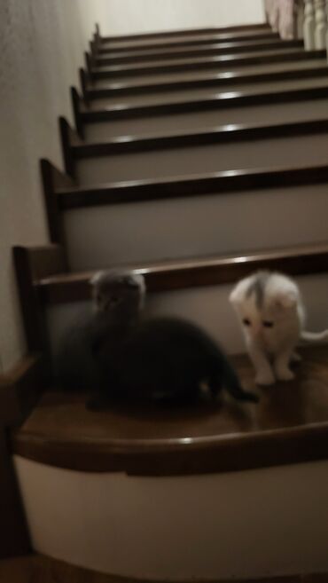 Pişiklər: Şotland yastı qulaq — 9