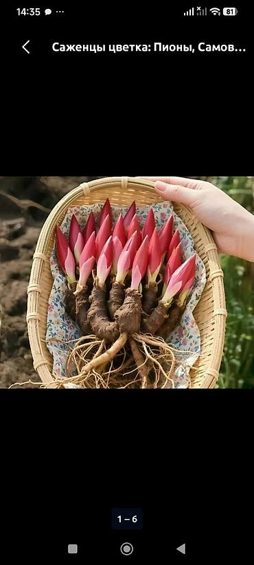 Другие садовые цветы и кустарники: Пион травянистые сорта. Пионы гибридные сорта. Пионы древовидные — 27