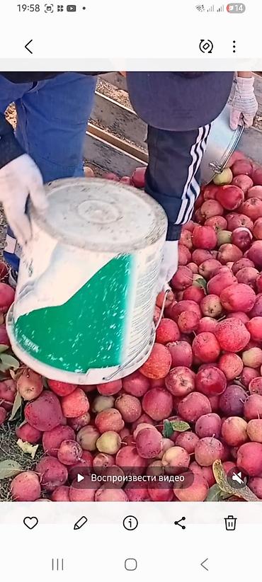 садовые ножницы для кустов: Яблоки Превосходное, В розницу — 1