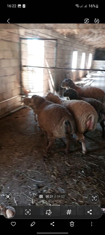 Quzu: Super emlik quzular diri çəkisi 10 manata — 11