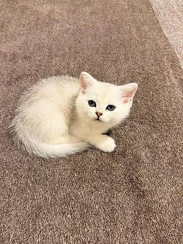 Кошки: Британская, Самка, В добрые руки, Самовывоз — 4