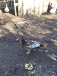 купить домашних курей: Продаются утята количество 40 штук цена 1000 сом