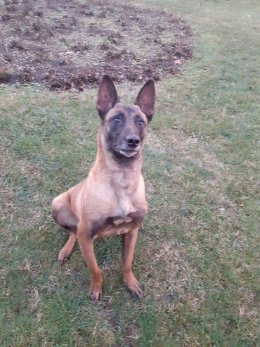 Psi: Na prodaju štenci belgijskog ovčara - MALINOA, oštenjeni 10.08.2023 — 13