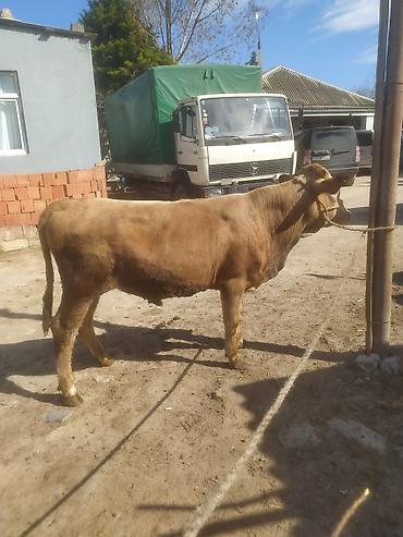 Inəklər, öküzlər: Inəklər, öküzlər — 10