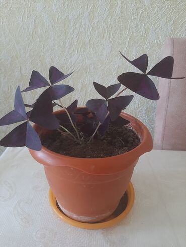 tibb bacisi profil hekim qiz sekilleri: Bənövşəyi oxalis (Oxalis triangularis) – dekorativ otaq bitkisi -