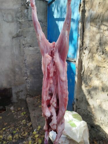 Ət: Dovşan eti halal kesilmiş halal ceki 1 ededi gelir 1k.800q. 1k.500q -da lalafo.az — 27 Ət: Dovşan eti halal kesilmiş halal ceki 1 ededi gelir 1k.800q. 1k.500q — 27