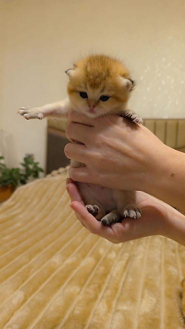 Pişiklər: Şotland, Erkək, Dişi, Yaxşı əllərə, Ünvandan götürmə, Pulsuz çatdırılma, Ödənişli çatdırılma — 9