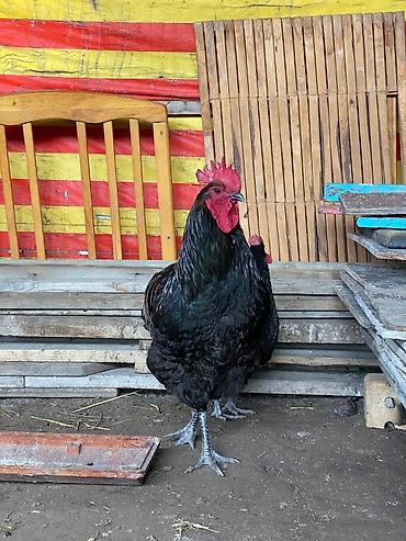 Куры, петухи: Продаю | Петух | Для разведения at lalafo.kg — 13 Куры, петухи: Продаю | Петух | Для разведения — 13