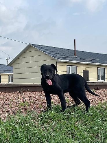 Отдам даром собаку: Собака даром: 3 месяца, Самка — 3