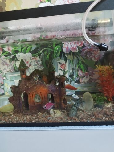 аквариум с рыбками: Подаю аквариум с рыбками 3.500