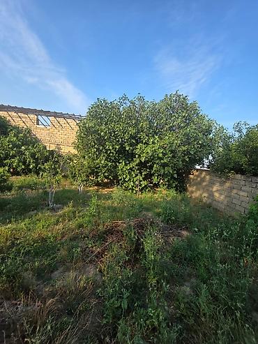 dağ: 5 sot, Kupça (Çıxarış) — 1