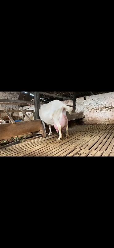 Keçilər, çəpişlər: Süd keçisi – ağ rəngli, uzun buynuzlu - Yüksək süd verimi üçün — 12