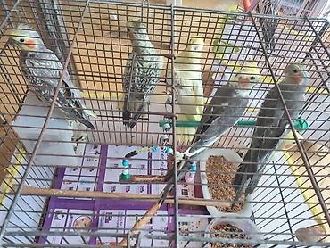 korella satışı: 🦜 Gənc Karella tutuquşuları satılır Müxtəlif rənglərdə gənc karella — 6