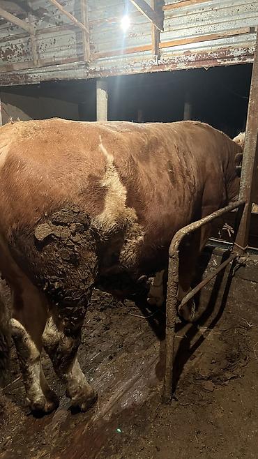 Коровы, быки: Продаю | Бык (самец) — 6