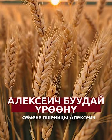 Озимая пшеница «Алексеич, С2» — семенной материал собственного
