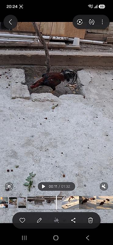 beca xoruz: Məhsul: Qırma cins xoruz (idman tipli, uzun ayaqlı) Xüsusiyyətlər: - — 4