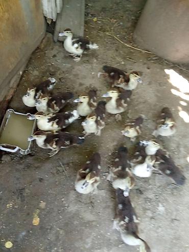 ordek sekilleri: Muscovy (indoutka) ördək balaları satılır.15 dənəsini alana biri pay — 4