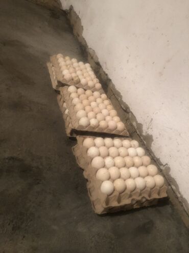 С/х животные и товары: Инкубационное индюшиное яйцо 
Цена договорная есть 180 шт все свежие