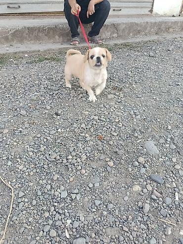 pomeranian spitz satilir: Pekines, 7 ay, Dişi, Peyvəndli, Ödənişli çatdırılma — 2