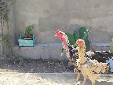 yerli qaz: Heyrati satilir. Qiymet cutune aiddi. Ela damazliqdi doyusken xoruzdu — 2