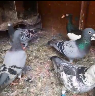 Göyərçinlər: Göyərçinlər
cütü 35 AZN — 7