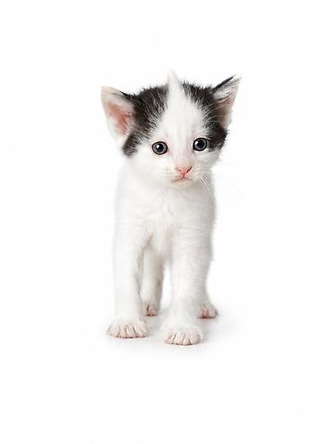 Кошки: Кошка даром: Беспородная, 1 месяц, Девочка — 2