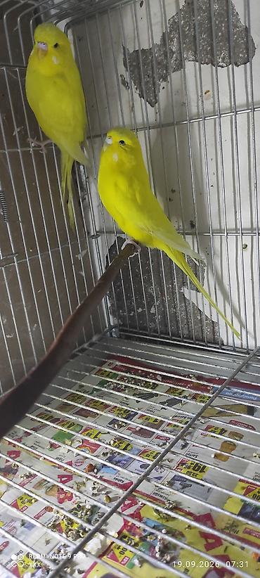 baliq akvarium satisi: Məhsul: Sarı rəngli dalmatian tipli cüt bülbül (kanareyka görünüşlü — 1
