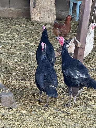 Птицы: Черный принц 37 голов — 5