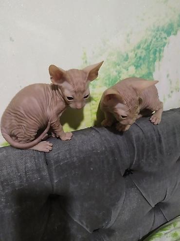 Продажа кошек: Котята канадского сфинкса - Порода: сфинкс (лысые котята с — 8