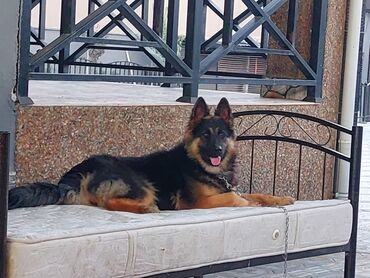 i̇t xaski: Alman çoban iti