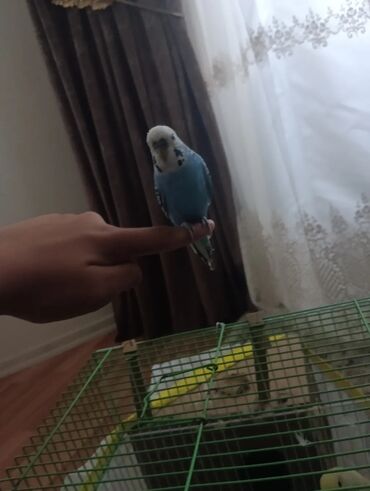 Tutuquşları: Məhsul: Dalğalı tutuquşu (budağı/əlin üstündə durmağa öyrəşmiş) — 7