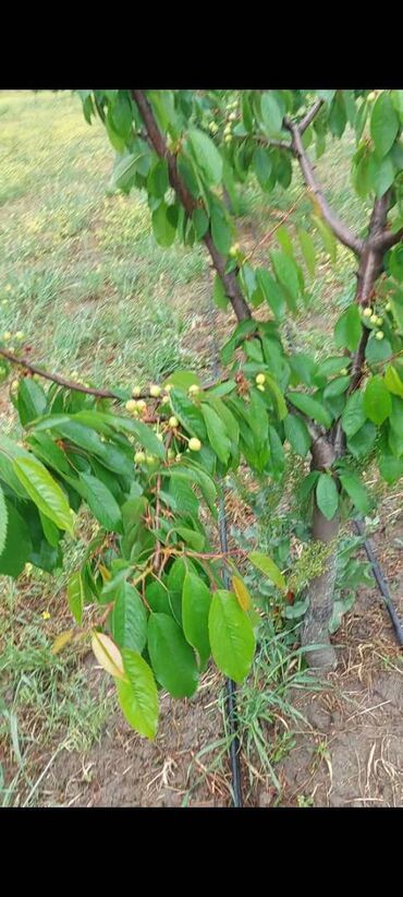Torpaq sahələrinin satışı: 400 sot, Kənd təsərrüfatı, Mülkiyyətçi, Kupça (Çıxarış) — 8