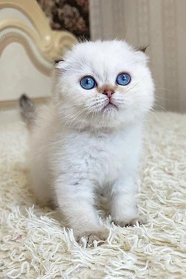 Pişiklər: Britan, Erkək, Dişi, Yaxşı əllərə, Ünvandan götürmə, Pulsuz çatdırılma, Ödənişli çatdırılma — 1