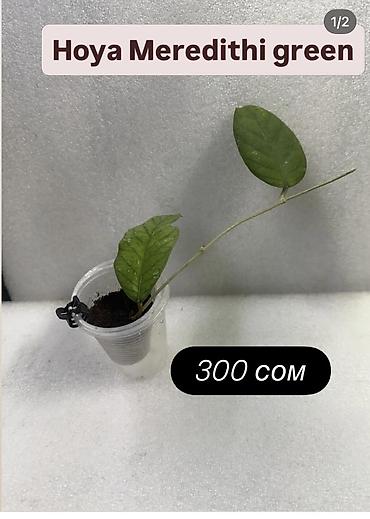 Хойи: Хойя (Hoya) Nui 400 сом( Hoya macrophylla от 250 сом Хойя — 23
