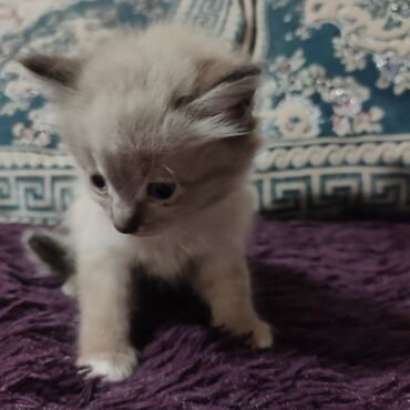 сибирский кот цена: Отдам в добрые руки маленьких малышей. Они будут охранять Ваш дом от