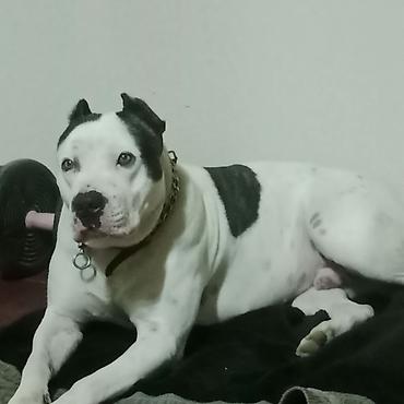 İtlər: Pitbul — 8