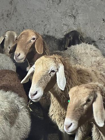 Баран, овца: Продаю | Баран (самец) | Арашан — 5