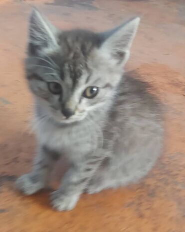 кошка с разными глазами: Кошка даром: Британская короткошёрстная, 1 месяц, Мальчик, Метис, Приучена к лотку
