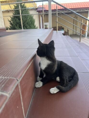 сколько стоит вислоухий котенок: Черно-белый домашний котёнок, который станет прекрасным дополнением к