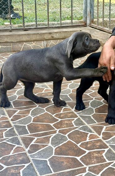 İtlər: Kane-Korso, 2 ay — 10