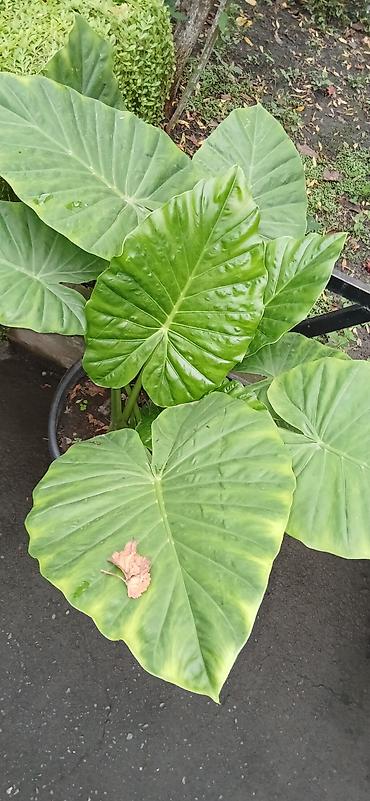 bitki guli: Filodendron “Plowmanii” (aroid) – böyük yarpaqlı dekorativ otaq — 8