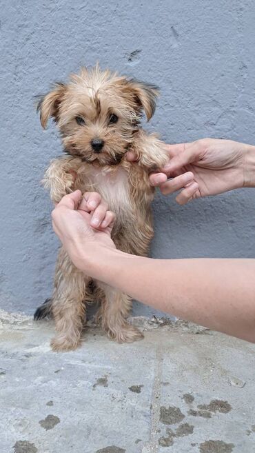 ovcharka balasi satilir: Akita-inu, 2 ay, Dişi, Ünvandan götürmə