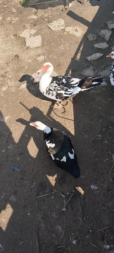 heyvan bazari: Salam 18 manat yerli ördekler. ponpon ördəklər 25 manat . lal — 3